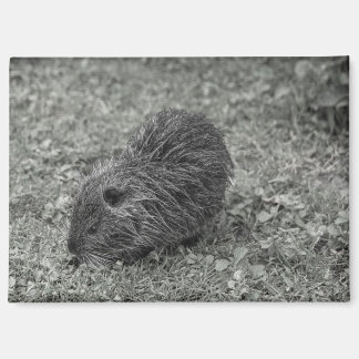 Close-up of baby nutria (Myocastor coypus) on fiel Magnet