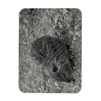 Close-up of baby nutria (Myocastor coypus) on fiel Magnet