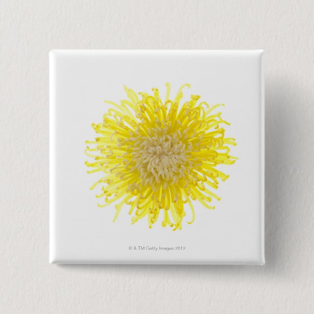 Close up of back lit Chrysanthemum flower head 2 Inch Square Button (Front)