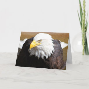 Close Up of Bald Eagle Blank Notecard