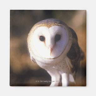 'Close-up of Barn Owl, Land Between Lakes, KY' Magnet