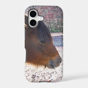 Close up of Brown horse, Little Brown Pony