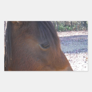 Close up of Brown horse, Little Brown Pony Sticker
