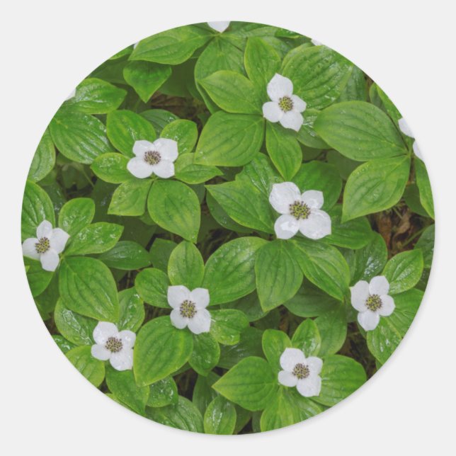 Close-up of bunchberry with white flowers classic round sticker (Front)