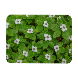 Close-up of bunchberry with white flowers magnet