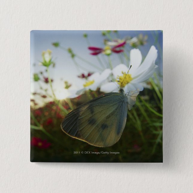 Close-up of butterfly on flower 2 inch square button (Front)