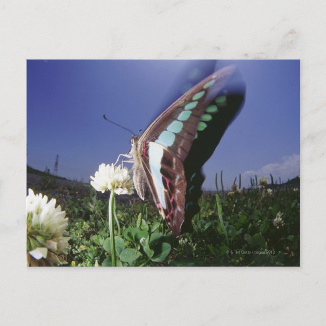 Close-up of butterfly on flower, flapping wings postcard (Front)