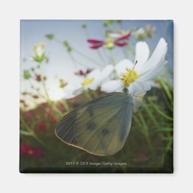 Close-up of butterfly on flower magnet (Front)