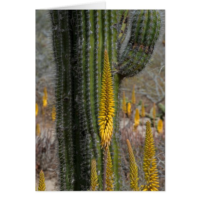 Close Up Of Cactus And Agave (Front)