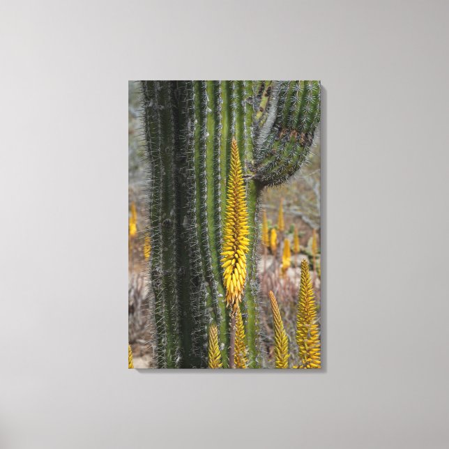 Close Up Of Cactus And Agave Canvas Print (Front)