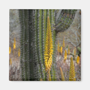 Close Up Of Cactus And Agave Magnet