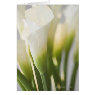 Close up of calalily flowers