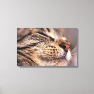 Close-up of cat whiskers and muzzle canvas print