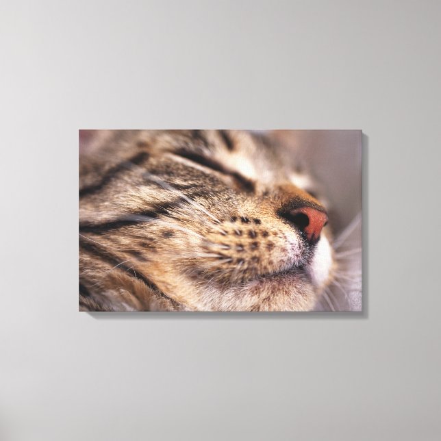 Close-up of cat whiskers and muzzle canvas print (Front)
