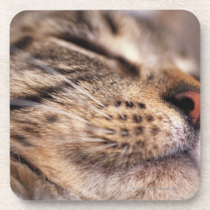 Close-up of cat whiskers and muzzle coaster