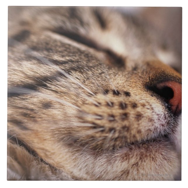 Close-up of cat whiskers and muzzle tile (Front)