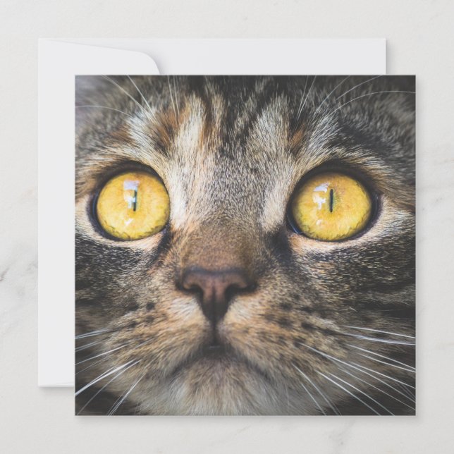 Close-up of Cat with Yellow Eyes Card (Front)
