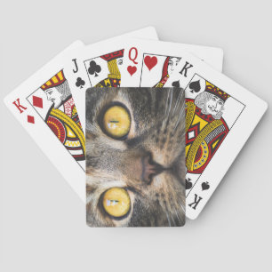 Close-up of Cat with Yellow Eyes Playing Cards