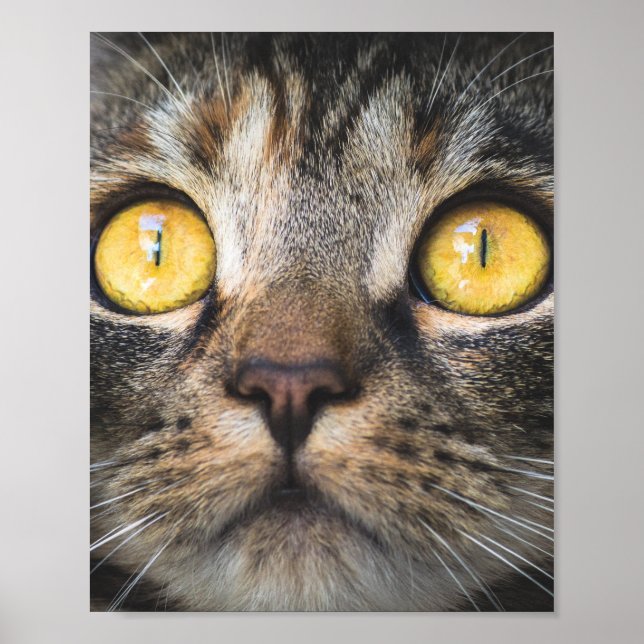 Close-up of Cat with Yellow Eyes Poster (Front)