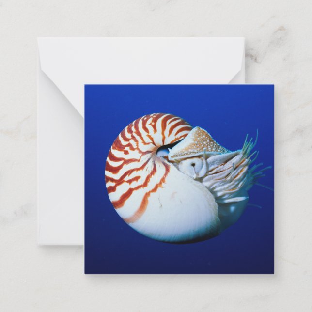 Close-Up Of Chambered Nautilus Card (Front)