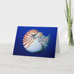 Close-Up Of Chambered Nautilus Card