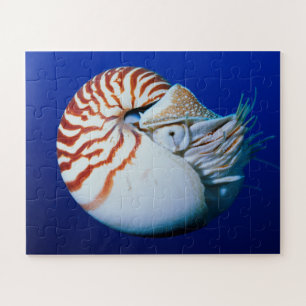 Close-Up Of Chambered Nautilus Jigsaw Puzzle