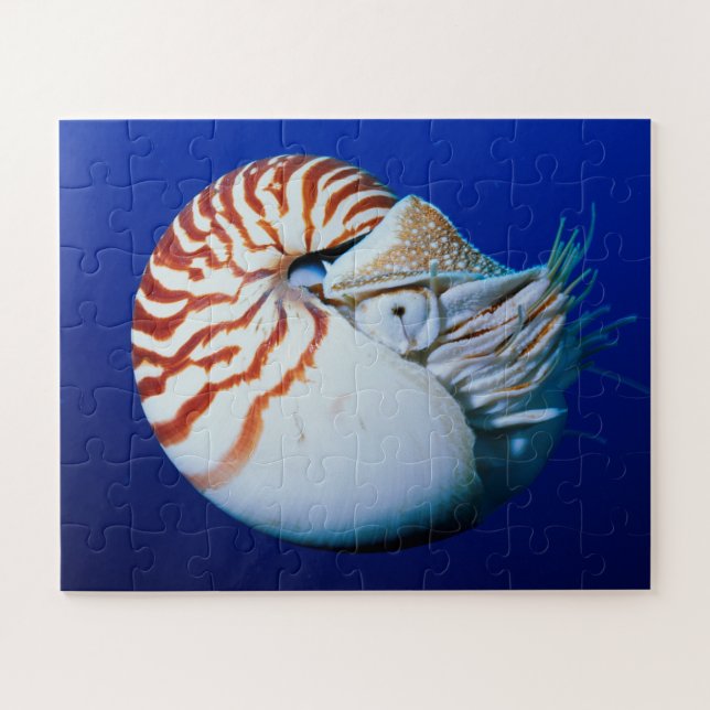 Close-Up Of Chambered Nautilus Jigsaw Puzzle (Horizontal)