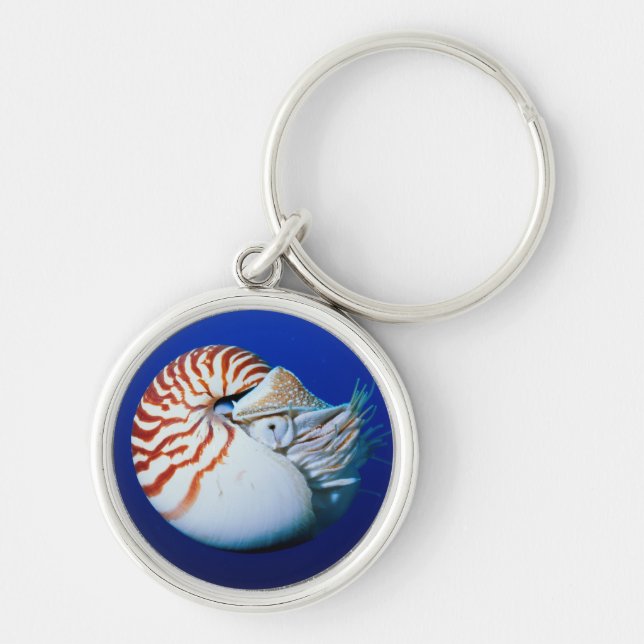 Close-Up Of Chambered Nautilus Keychain (Front)