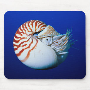 Close-Up Of Chambered Nautilus Mouse Pad