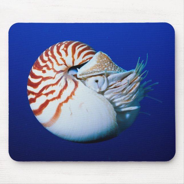 Close-Up Of Chambered Nautilus Mouse Pad (Front)