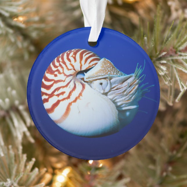 Close-Up Of Chambered Nautilus Ornament (Tree)