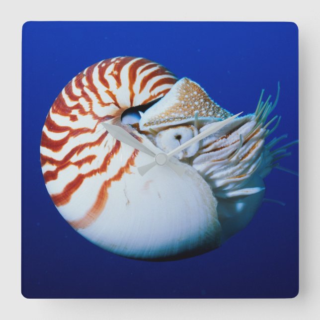 Close-Up Of Chambered Nautilus Square Wall Clock (Front)