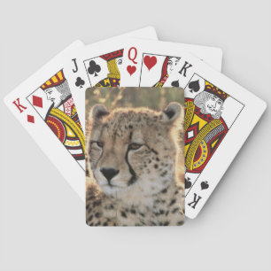 Close-up of Cheetahs Playing Cards
