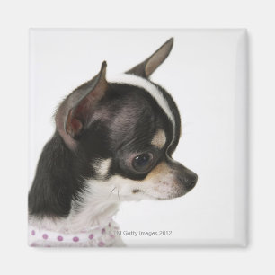 Close-up of Chihuahua, side view Magnet
