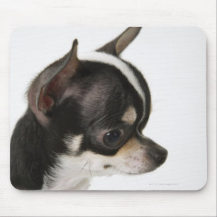 Close-up of Chihuahua, side view Mouse Pad