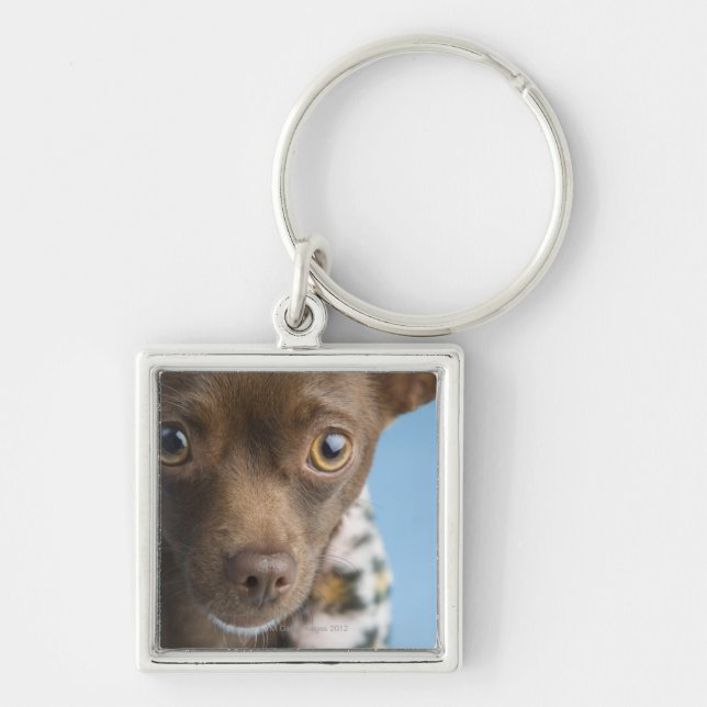 Close-up of chihuahua with furry collar keychain (Front)