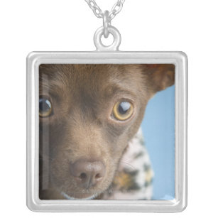 Close-up of chihuahua with furry collar silver plated necklace