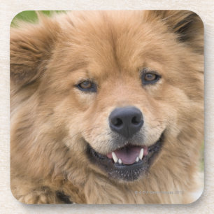 Close up of chow mix dog outdoors. coaster