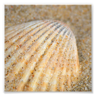 Close up of Cockle SeaShell in the Sand on Beach Photo Print