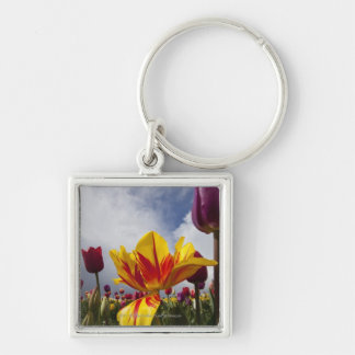 Close Up of Colourful Blooming Tulips In Oregon Keychain