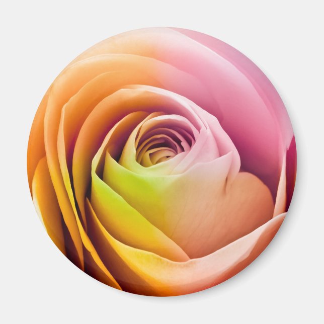 Close up of Colourful Rose Petals Magnet (Front)