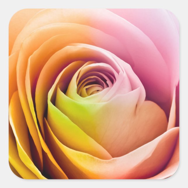 Close up of Colourful Rose Petals Square Sticker (Front)