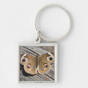 Close up of common buckeye butterfly (Junonia Keychain