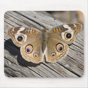 Close up of common buckeye butterfly (Junonia Mouse Pad