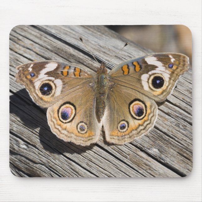 Close up of common buckeye butterfly (Junonia Mouse Pad (Front)