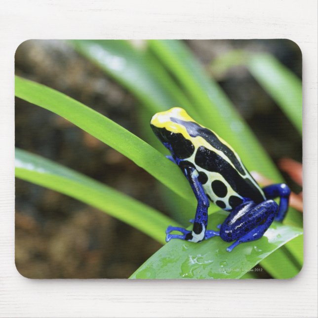 Close-up of Costa Rican Cobalt Dyeing Dart Frog Mouse Pad (Front)