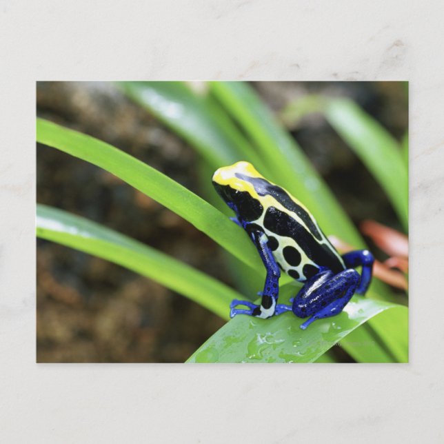 Close-up of Costa Rican Cobalt Dyeing Dart Frog Postcard (Front)