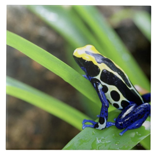 Close-up of Costa Rican Cobalt Dyeing Dart Frog Tile (Front)