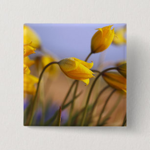 Close-up of daffodils 2 inch square button