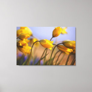 Close-up of daffodils canvas print
